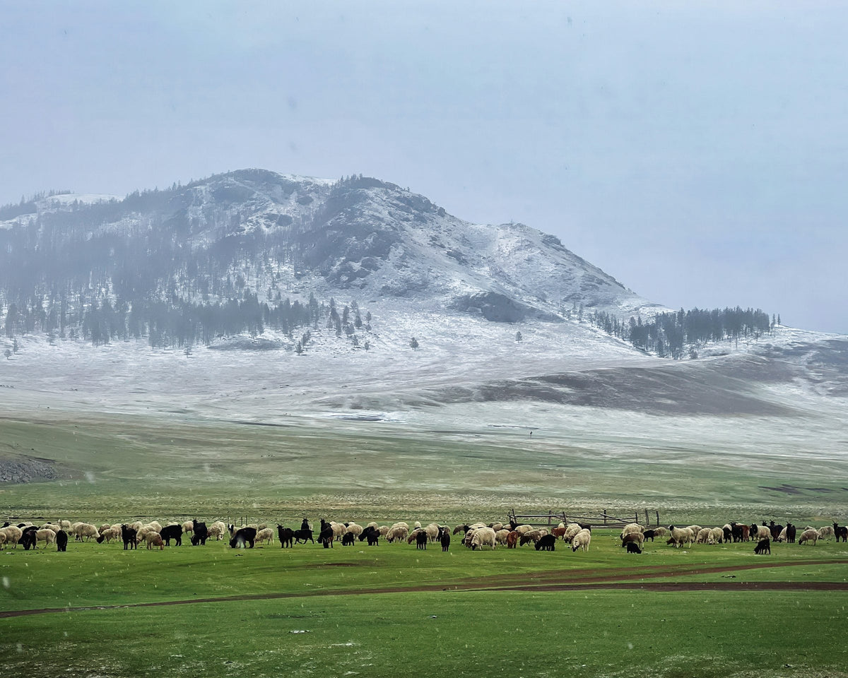 Troupeau de moutons et de chèvres dans la steppe mongole, au pied d'une montagne enneigée