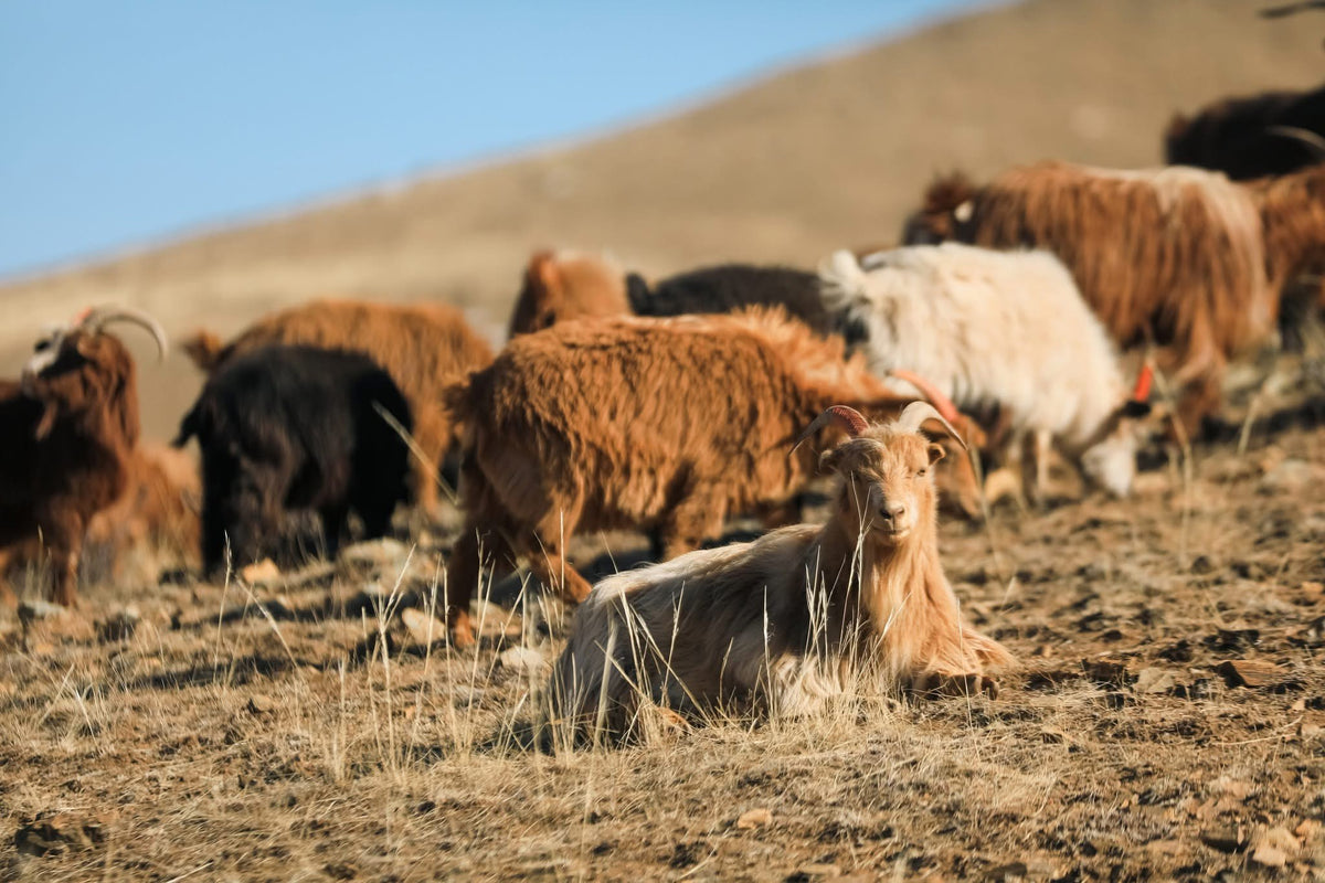 Troupeau de chèvres broutant sur une colline de la steppe mongole