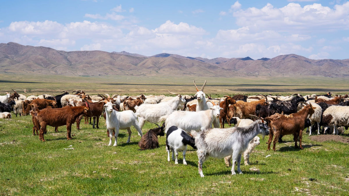 Troupeau de chèvres et de moutons dans la steppe mongole, montagnes à l'horizon